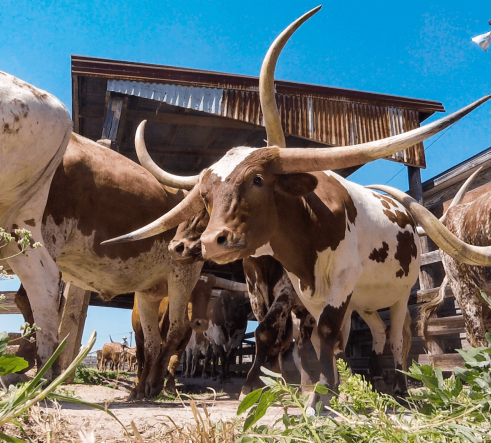 Travel Texas-afbeelding-6