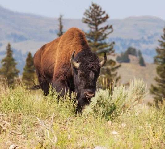 USA-Canada-Reisbeurs-Rockies-En-Midden-Afbeelding-4